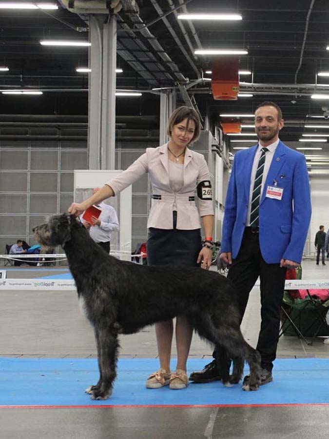 Irish Wolfhound. Kennel Tsarskaja Prihot