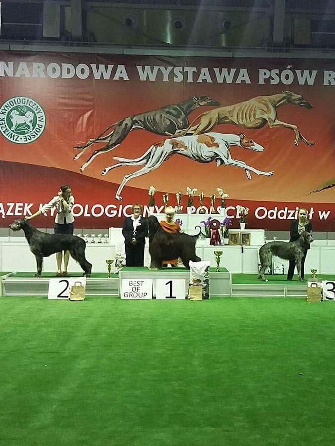 Ирландский волкодав. Питомник Царская Прихоть Irish Wolfhound. Kennel Tsarskaja Prihot
