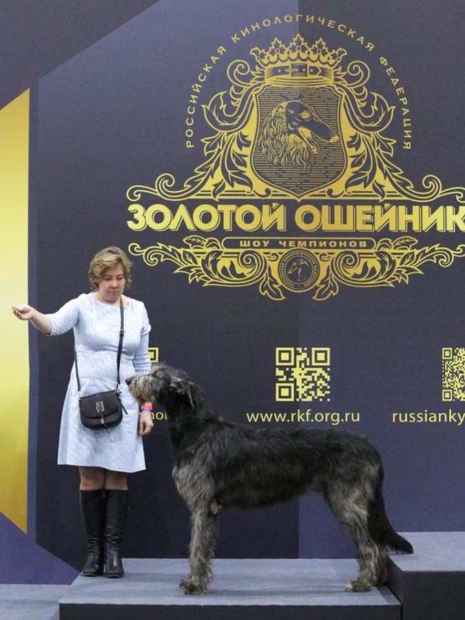 Irish Wolfhound. Kennel Tsarskaja Prihot