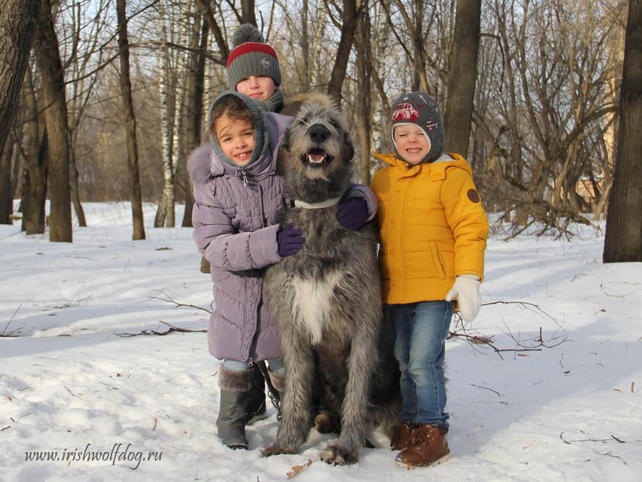 Irish Wolfhound. Kennel Tsarskaja Prihot