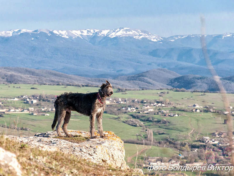 Irish Wolfhound. Kennel Tsarskaja Prihot