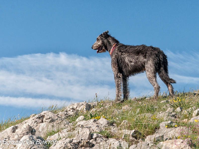 Irish Wolfhound. Kennel Tsarskaja Prihot