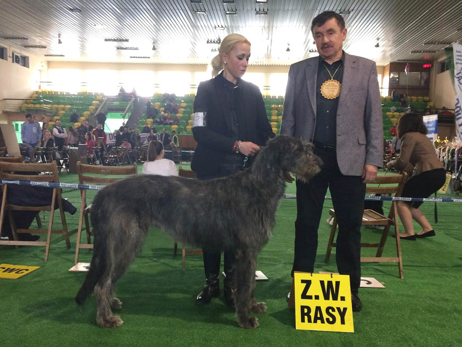 Irish Wolfhound. Kennel Tsarskaja Prihot