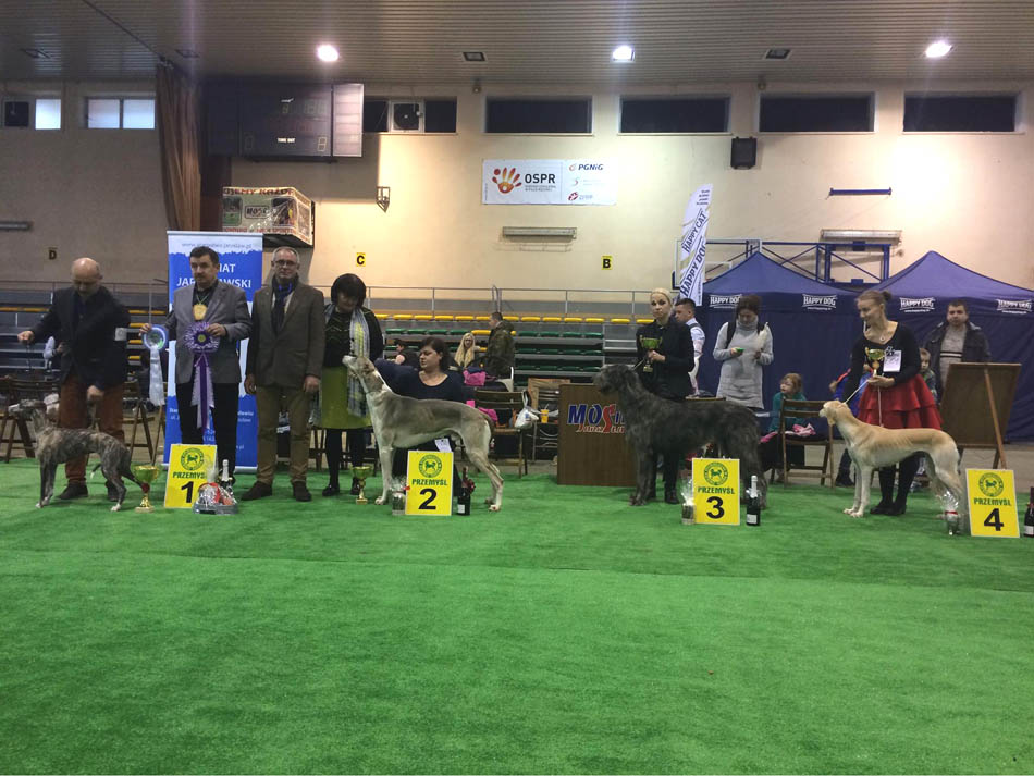 Irish Wolfhound. Kennel Tsarskaja Prihot