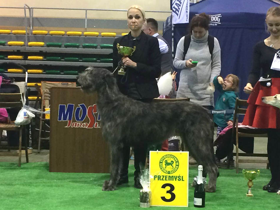 Irish Wolfhound. Kennel Tsarskaja Prihot