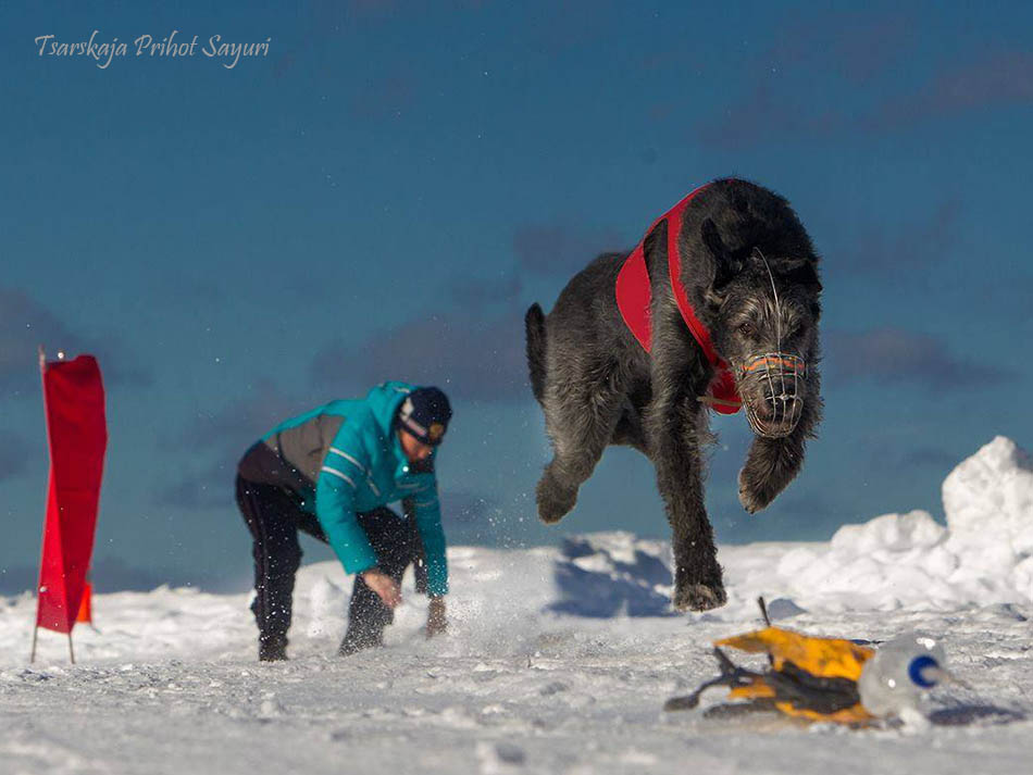 Irish Wolfhound. Kennel Tsarskaja Prihot