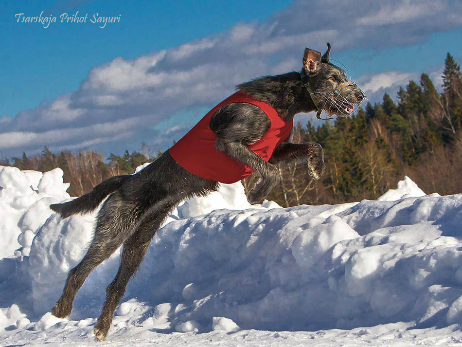 Irish Wolfhound. Kennel Tsarskaja Prihot