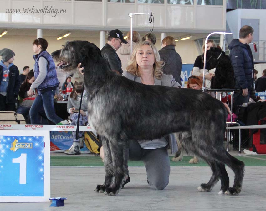 Irish Wolfhound. Kennel Tsarskaja Prihot