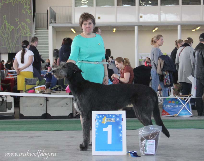 Irish Wolfhound. Kennel Tsarskaja Prihot