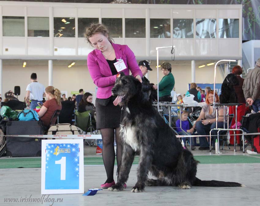 Irish Wolfhound. Kennel Tsarskaja Prihot