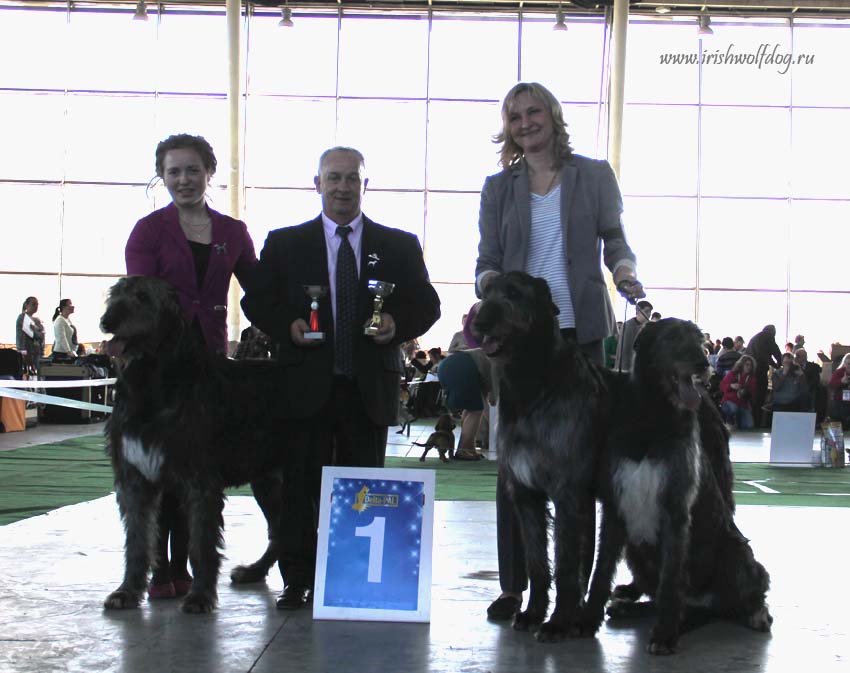 Irish Wolfhound. Kennel Tsarskaja Prihot