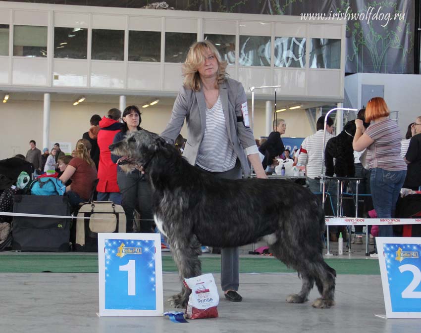 Irish Wolfhound. Kennel Tsarskaja Prihot