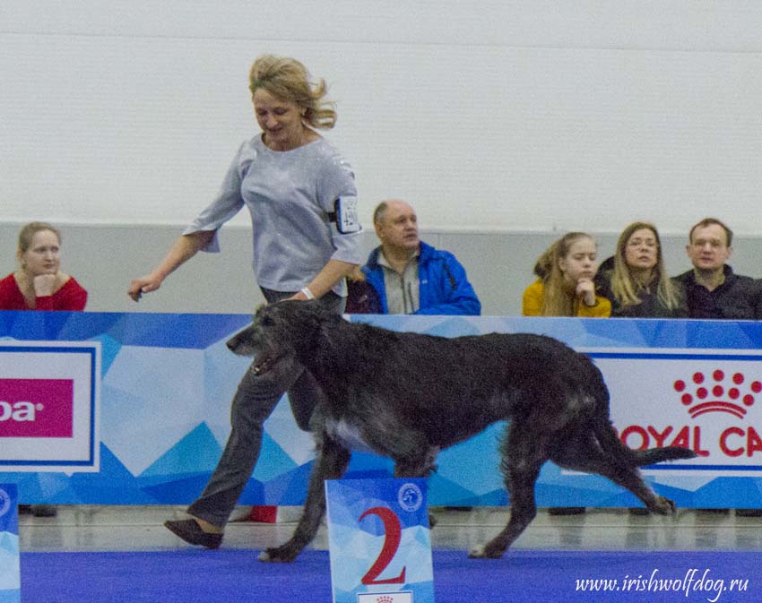 Irish Wolfhound. Kennel Tsarskaja Prihot