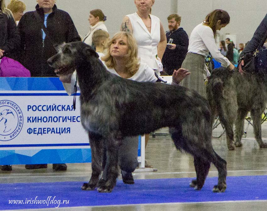 Irish Wolfhound. Kennel Tsarskaja Prihot