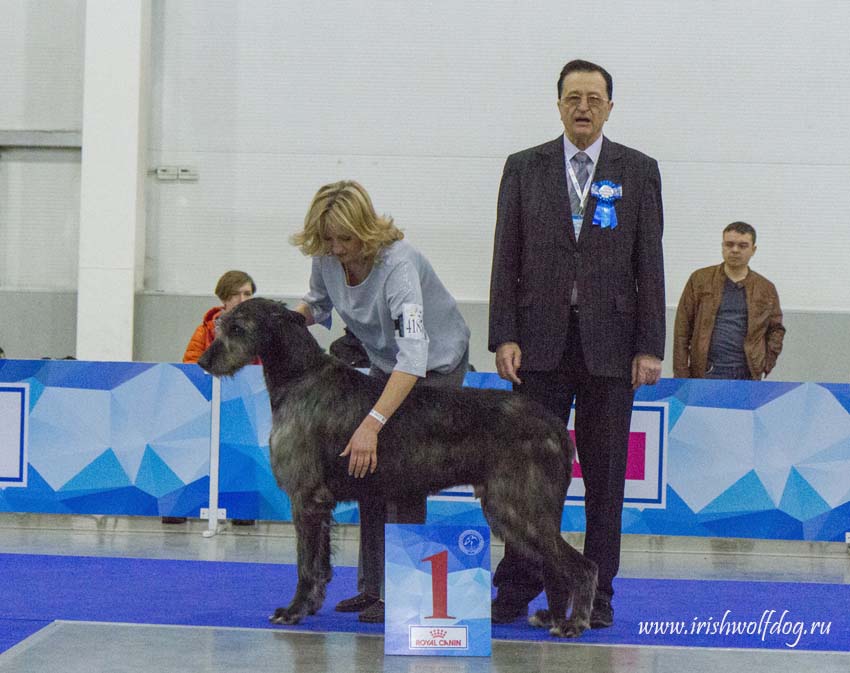 Irish Wolfhound. Kennel Tsarskaja Prihot