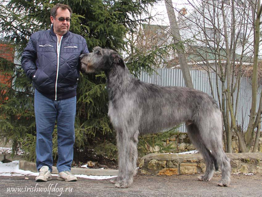 Irish Wolfhound. Kennel Tsarskaja Prihot