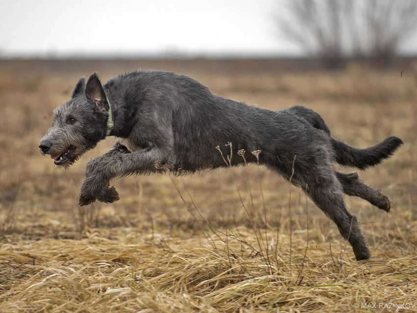 Irish Wolfhound. Kennel Tsarskaja Prihot