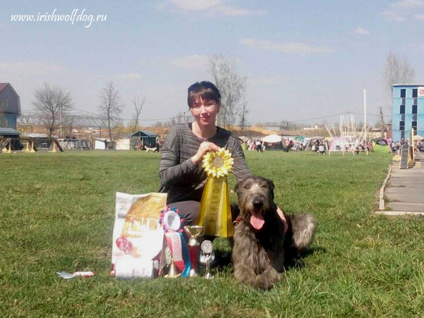 Irish Wolfhound. Kennel Tsarskaja Prihot