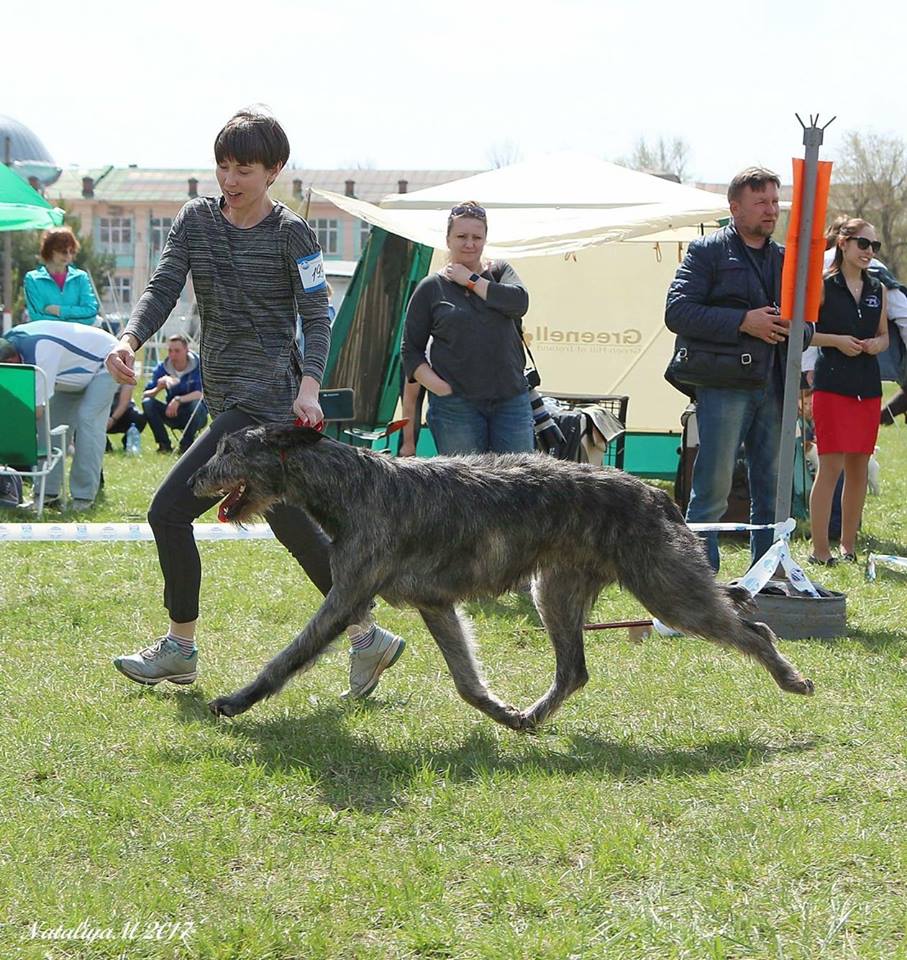 Irish Wolfhound. Kennel Tsarskaja Prihot