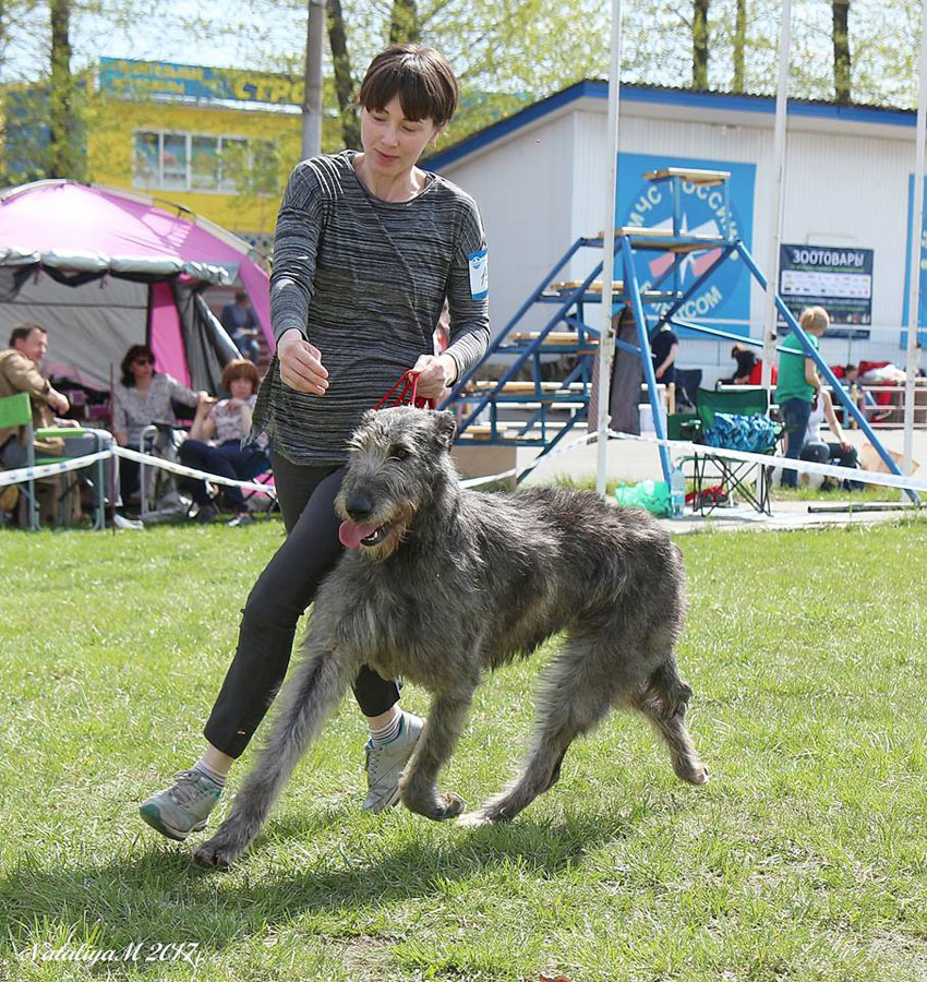 Irish Wolfhound. Kennel Tsarskaja Prihot