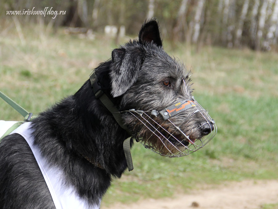 Irish Wolfhound. Kennel Tsarskaja Prihot