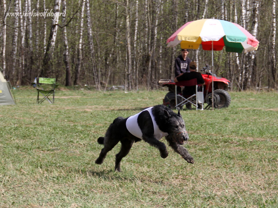 Irish Wolfhound. Kennel Tsarskaja Prihot