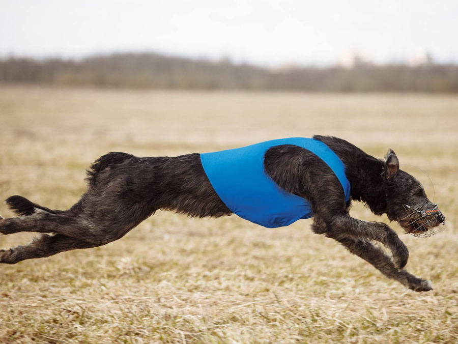 Irish Wolfhound. Kennel Tsarskaja Prihot