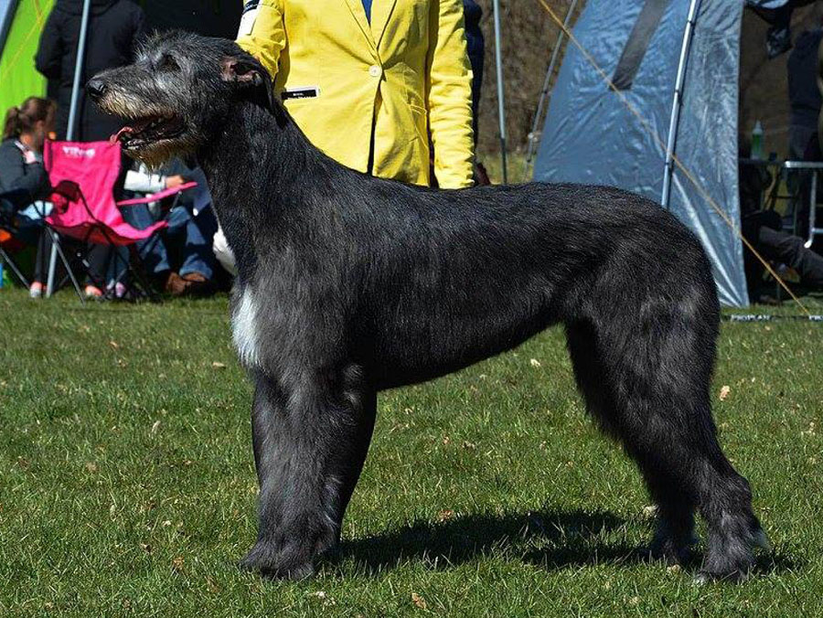 Irish Wolfhound. Kennel Tsarskaja Prihot