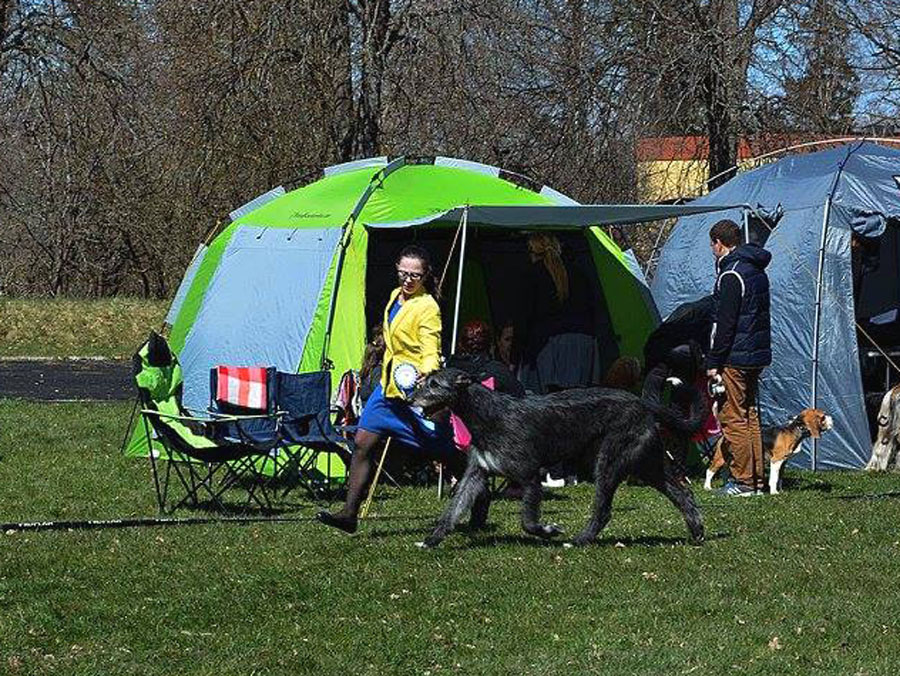 Irish Wolfhound. Kennel Tsarskaja Prihot