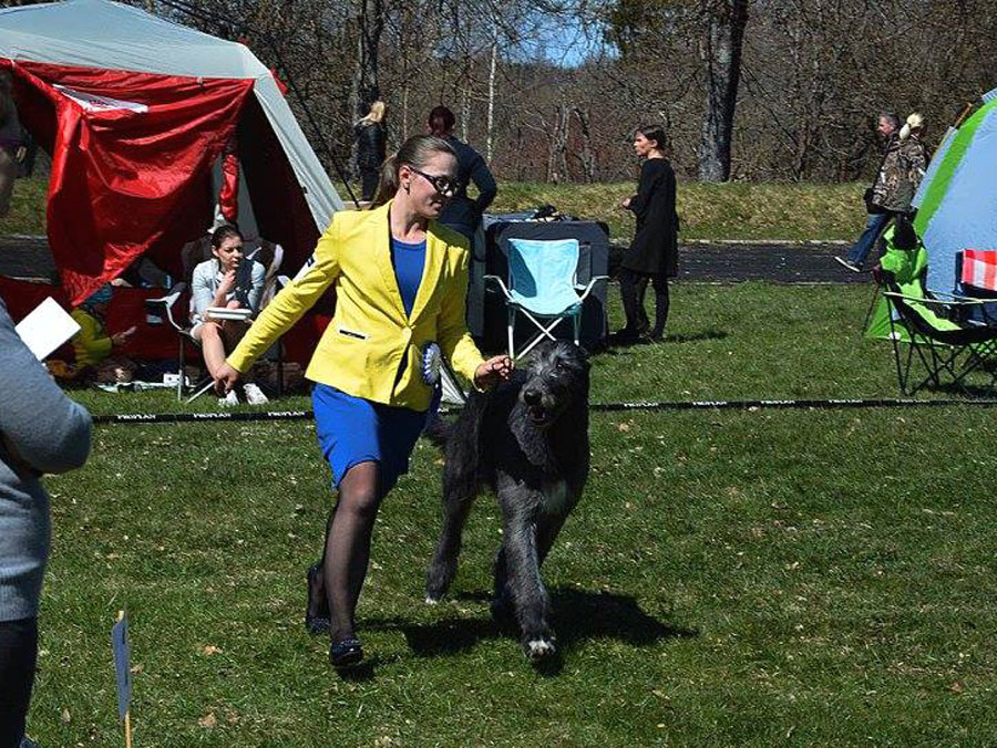 Irish Wolfhound. Kennel Tsarskaja Prihot