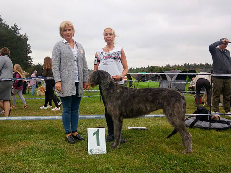 Irish Wolfhound. Kennel Tsarskaja Prihot