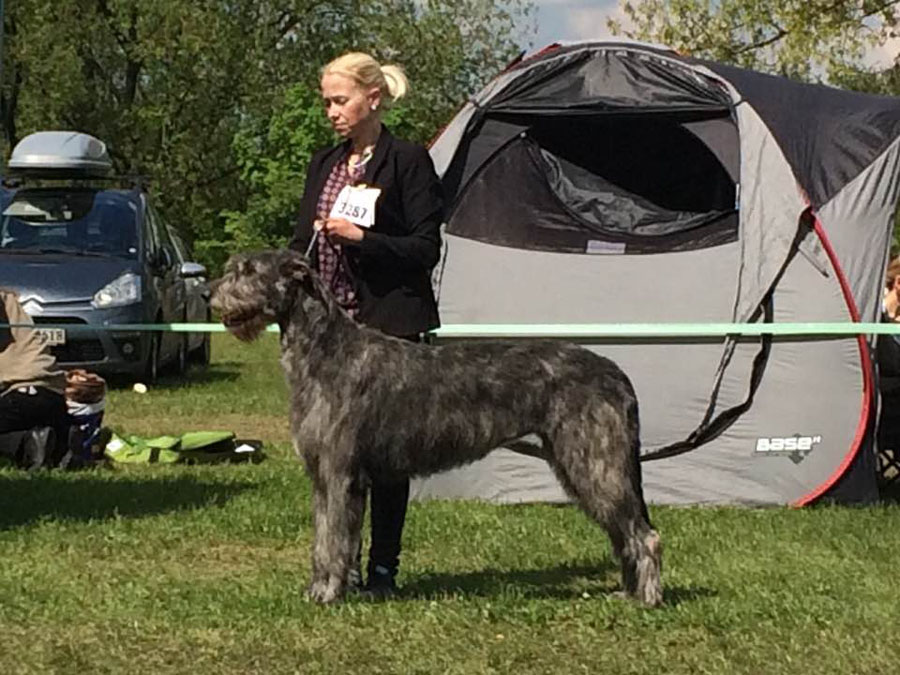 Irish Wolfhound. Kennel Tsarskaja Prihot