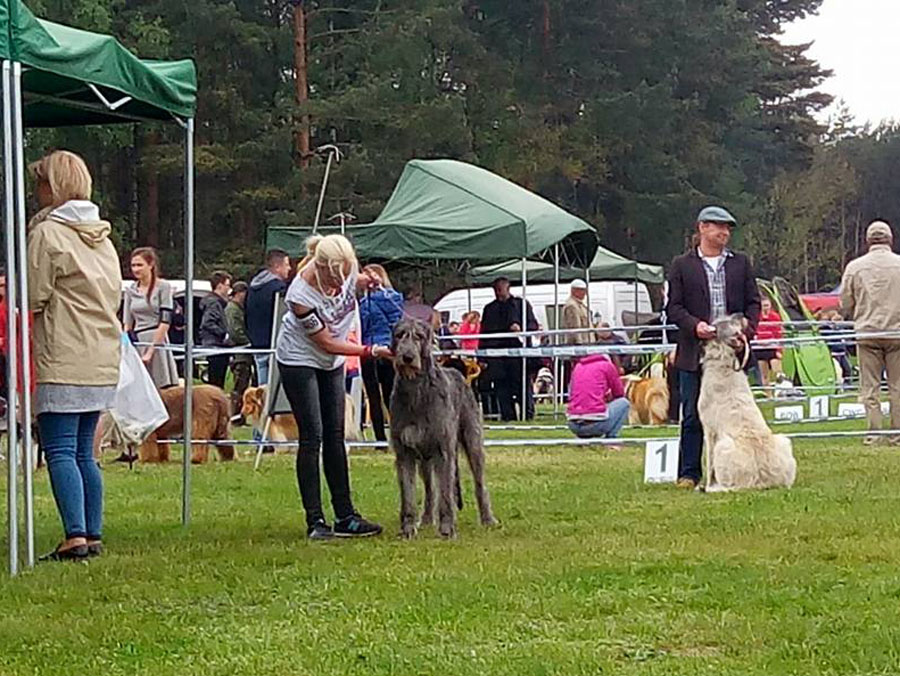 Irish Wolfhound. Kennel Tsarskaja Prihot