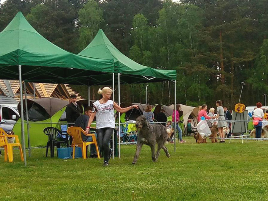 Irish Wolfhound. Kennel Tsarskaja Prihot