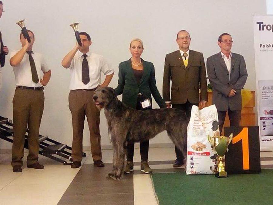 Irish Wolfhound. Kennel Tsarskaja Prihot