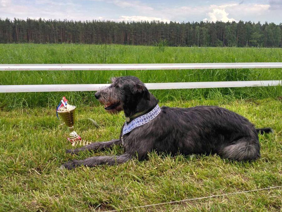 Irish Wolfhound. Kennel Tsarskaja Prihot