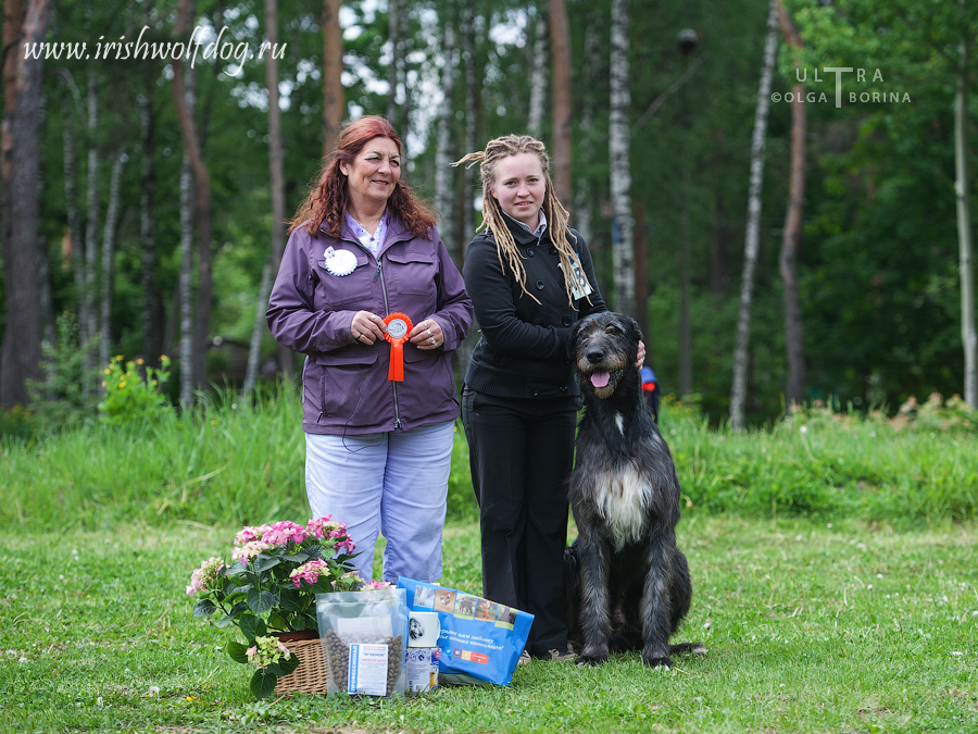 Irish Wolfhound. Kennel Tsarskaja Prihot