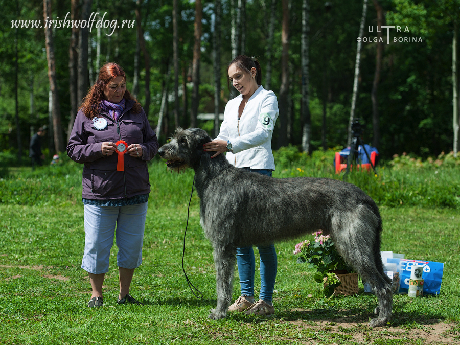 Irish Wolfhound. Kennel Tsarskaja Prihot