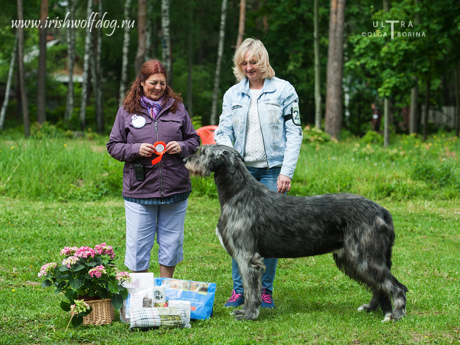 Irish Wolfhound. Kennel Tsarskaja Prihot