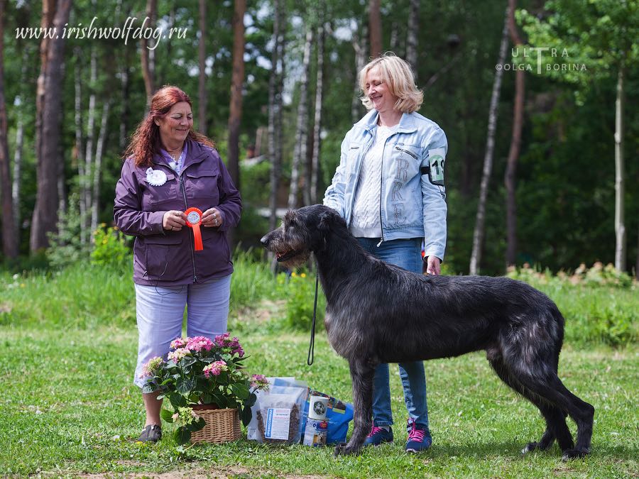 Irish Wolfhound. Kennel Tsarskaja Prihot