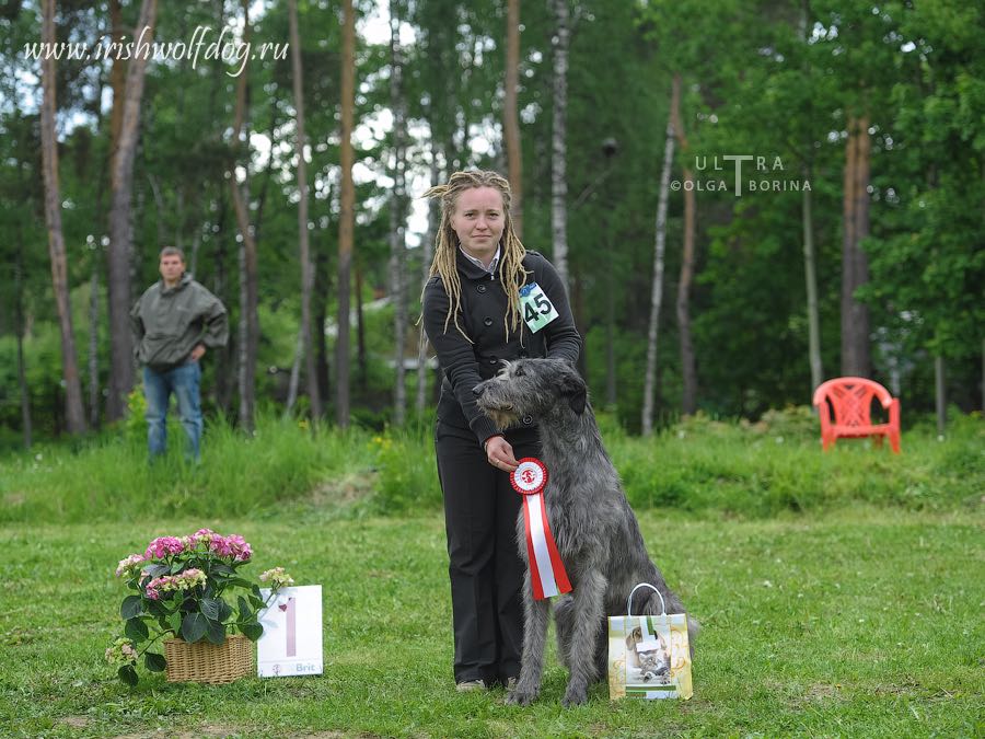 Irish Wolfhound. Kennel Tsarskaja Prihot