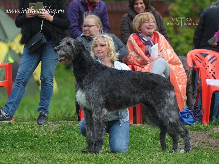 Irish Wolfhound. Kennel Tsarskaja Prihot