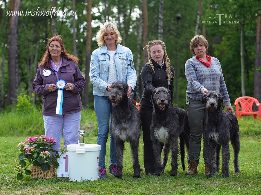 Irish Wolfhound. Kennel Tsarskaja Prihot