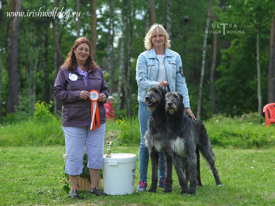 Irish Wolfhound. Kennel Tsarskaja Prihot