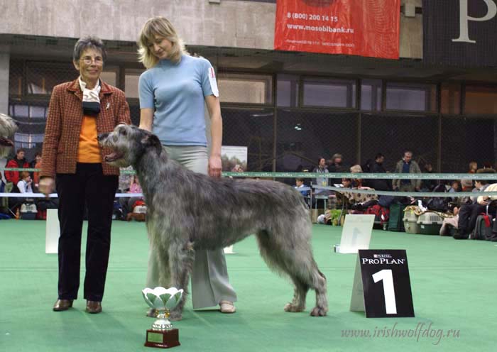 Irish Wolfhound. Kennel Tsarskaja Prihot