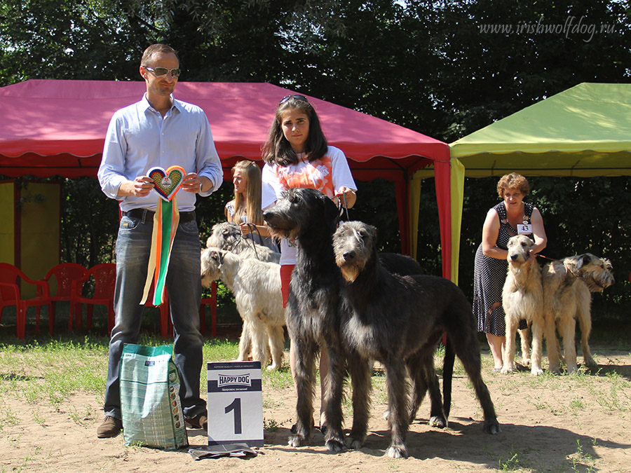 Irish Wolfhound. Kennel Tsarskaja Prihot