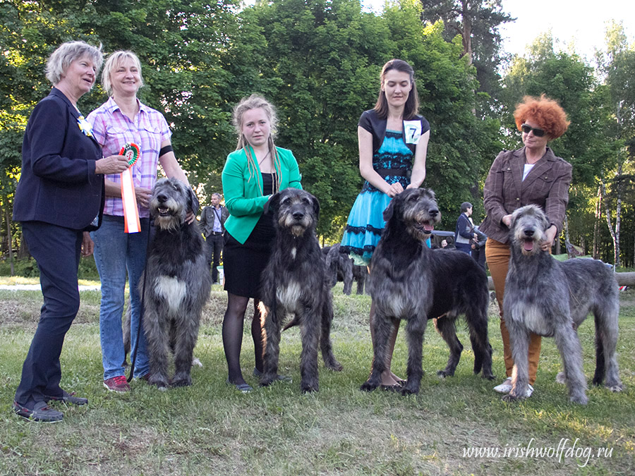 Irish Wolfhound. Kennel Tsarskaja Prihot