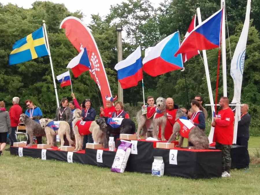 Ирландский волкодав. Питомник Царская Прихоть Irish Wolfhound. Kennel Tsarskaja Prihot