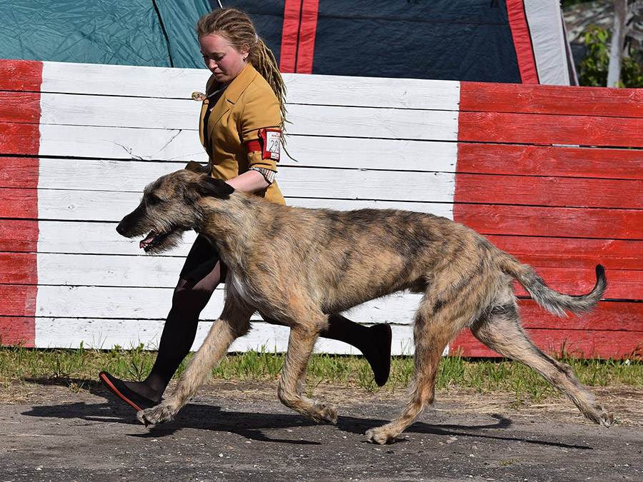 Irish Wolfhound. Kennel Tsarskaja Prihot