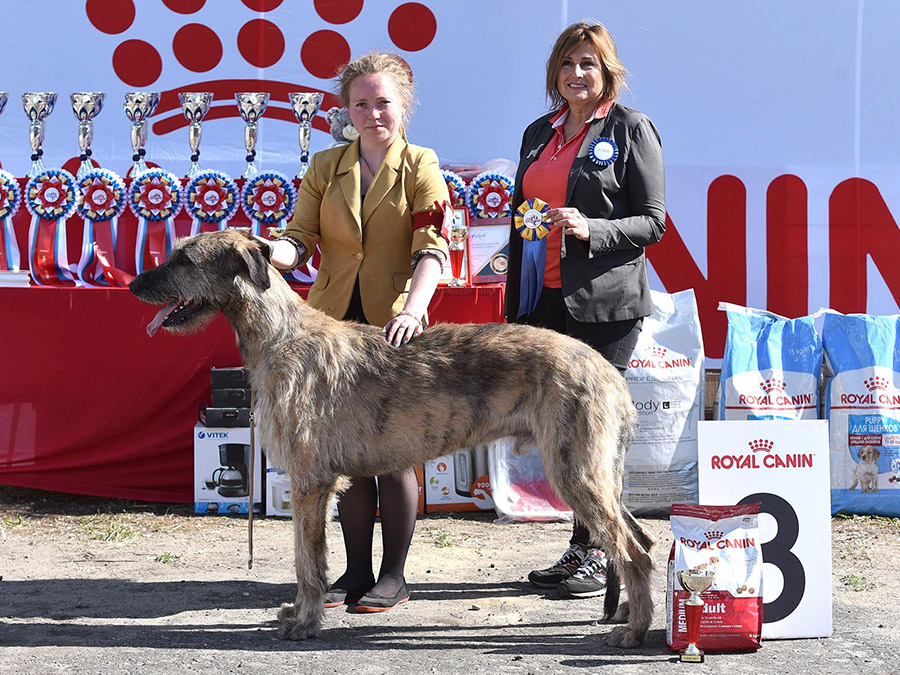 Irish Wolfhound. Kennel Tsarskaja Prihot